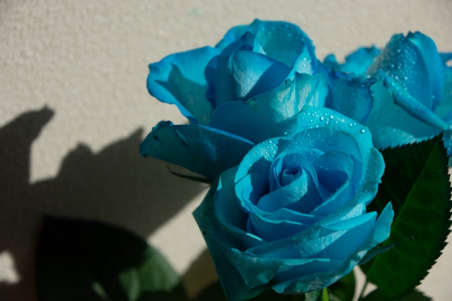 青いバラ,遺伝子組み換え,花言葉,本数,怖い